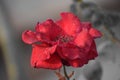 Indian Red rose for love Royalty Free Stock Photo