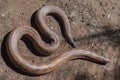 Indian red sand boa snake Royalty Free Stock Photo