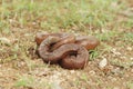 Indian red sand boa snake Royalty Free Stock Photo