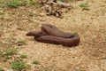 Indian red sand boa snake Royalty Free Stock Photo
