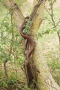 Indian red sand boa snake Royalty Free Stock Photo