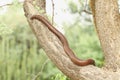 Indian red sand boa snake Royalty Free Stock Photo