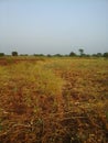 Indian red soil farm and dry grassÃ°Å¸Ââ