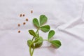 Indian region cuisine herb fenugreek leaves and seeds as food,herb,health concept background in white background Royalty Free Stock Photo