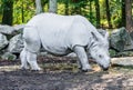 Indian rhino beautiful animal closeup portrait rare endangered species