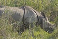 Indian Rhino with bird in the Grassland