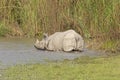 Indian Rhino Heading into the River Royalty Free Stock Photo