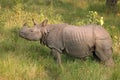 Indian rhino in Nepal Royalty Free Stock Photo