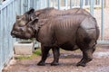Indian Rhino, possessing body like armor, its skin is a highly distinctive characteristic