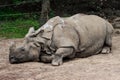 Indian Rhino, possessing body like armor, its skin is a highly distinctive characteristic