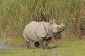 Indian Rhino on a River Bank Royalty Free Stock Photo