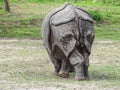 An Indian rhino seen from behind Royalty Free Stock Photo