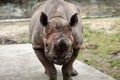 The mighty Indian Rhinoceros staring at the camera