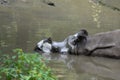 Indian Rhino Taking a Mud Bath in a Watering Hole Royalty Free Stock Photo