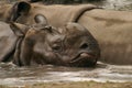 Indian Rhinoceros