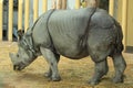 Indian rhinoceros