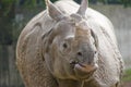 Indian rhinoceros Royalty Free Stock Photo