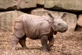 Indian Rhinoceros Baby