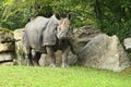 Indian rhinoceros in the beautiful nature looking habitat.