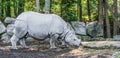 Indian rhinoceros closeup animal portrait or a rare endangered animal species