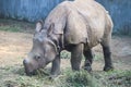 Indian Rhinoceros grazing in a mid day Royalty Free Stock Photo