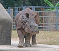Indian Rhinoceros or greater one-horned rhinoceros