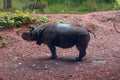 Indian Rhinoceros Royalty Free Stock Photo