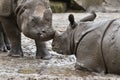 Indian rhinoceros mother and a baby in the beautiful nature looking habitat. Royalty Free Stock Photo