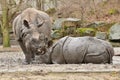 Indian rhinoceros mother and a baby in the beautiful nature looking habitat. Royalty Free Stock Photo