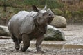 Indian rhinoceros mother and a baby in the beautiful nature looking habitat. Royalty Free Stock Photo