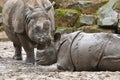 Indian rhinoceros mother and a baby in the beautiful nature looking habitat. Royalty Free Stock Photo