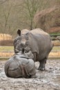 Indian rhinoceros mother and a baby in the beautiful nature looking habitat. Royalty Free Stock Photo