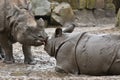 Indian rhinoceros mother and a baby in the beautiful nature looking habitat. Royalty Free Stock Photo