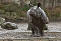 Indian rhinoceros mother and a baby in the beautiful nature looking habitat. Royalty Free Stock Photo