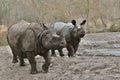 Indian rhinoceros mother and a baby in the beautiful nature looking habitat. Royalty Free Stock Photo