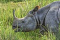 Indian Rhinoceros Royalty Free Stock Photo