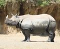 Indian rhinoceros portrait