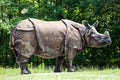 The Indian Rhinoceros, Rhinoceros unicornis aka Greater One-horned Rhinoceros Royalty Free Stock Photo