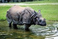 The Indian Rhinoceros, Rhinoceros unicornis aka Greater One-horned Rhinoceros Royalty Free Stock Photo