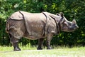 The Indian Rhinoceros, Rhinoceros unicornis aka Greater One-horned Rhinoceros Royalty Free Stock Photo