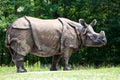 The Indian Rhinoceros, Rhinoceros unicornis aka Greater One-horned Rhinoceros Royalty Free Stock Photo