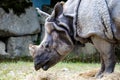 The Indian Rhinoceros, Rhinoceros unicornis aka Greater One-horned Rhinoceros Royalty Free Stock Photo