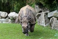 The Indian Rhinoceros, Rhinoceros unicornis aka Greater One-horned Rhinoceros Royalty Free Stock Photo