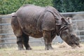 Indian Rhinoceros (Rhinoceros unicornis) has only one horn