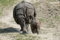 Indian Rhinoceros, rhinoceros unicornis, Mother with Calf Royalty Free Stock Photo