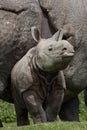 Indian Rhinoceros, rhinoceros unicornis, Mother with Calf Royalty Free Stock Photo