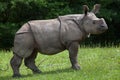 Indian rhinoceros Rhinoceros unicornis. Royalty Free Stock Photo