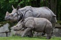 Indian rhinoceros Rhinoceros unicornis. Royalty Free Stock Photo