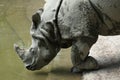 Indian rhinoceros (Rhinoceros unicornis). Royalty Free Stock Photo