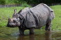 Indian rhinoceros Rhinoceros unicornis.